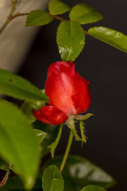 Siyah arkaplanda kırmızı gül
