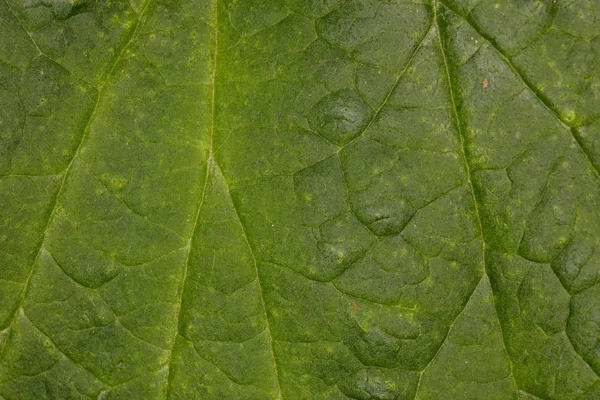 Imagem macro de uma estrutura de folha verde — Fotografia de Stock