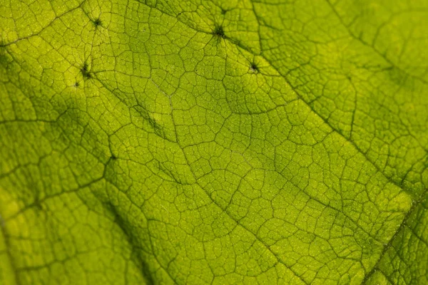 Foto de estructura de la hoja — Foto de Stock