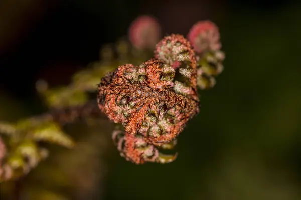 赤い花のトップ ビュー — ストック写真