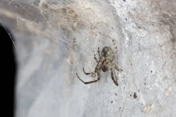 Küçük örümcek onun net yapılmış içinde belgili tanımlık köşe — Stok fotoğraf