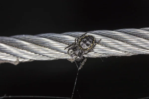 Kleine schwarze Spinne auf Stahlseil — Stockfoto