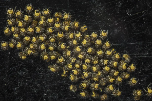 小さな黄色のクモ — ストック写真