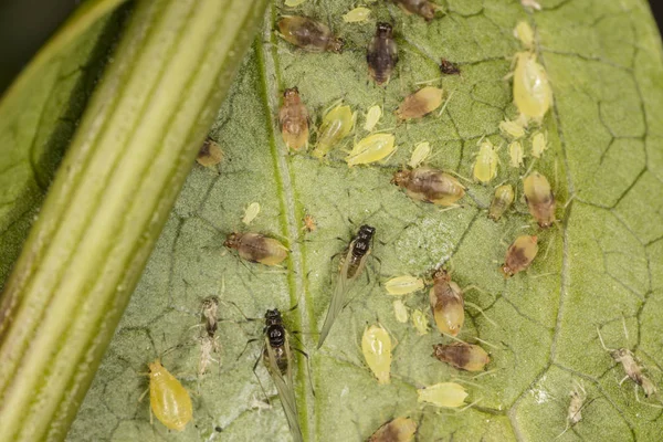 Large number of vermin on the green leaf — Stock Image Large number of vermin on the green leaf Stock Picture