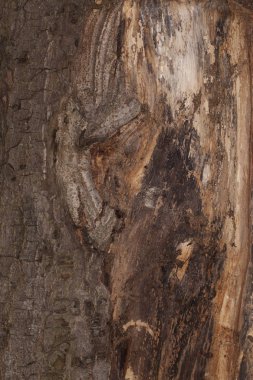 Ağaç gövdesini kapat