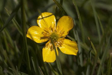 Küçük sarı çiçek.
