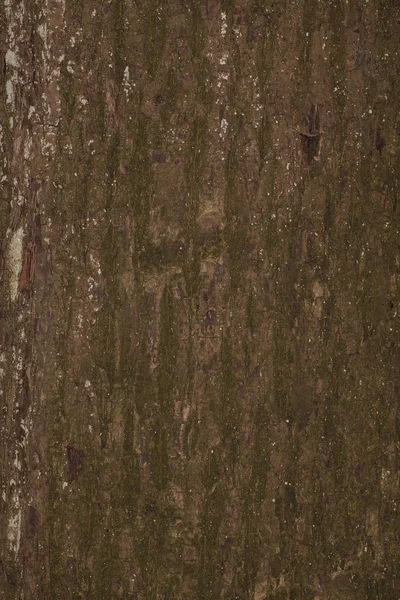 Текстура коричневого дерева — стоковое фото