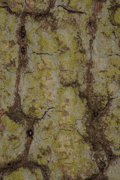 Textuur van een boomstam, close-up — Stockfoto