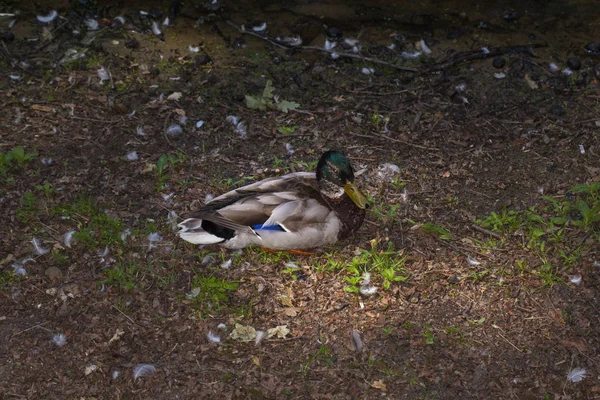 Canard coloré assis sur le bord de l'étang — Photo
