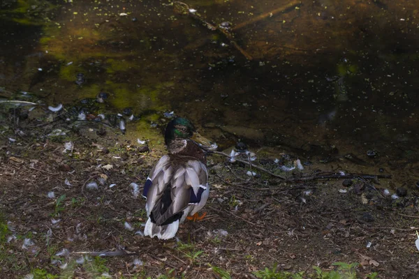 Canard sur le bord de l'étang — Photo