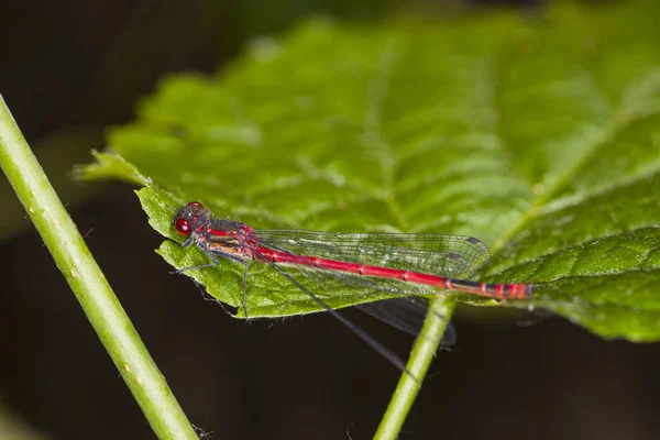 Red dragonfly sits on a green leaf, view from site — Stock Photo, Image