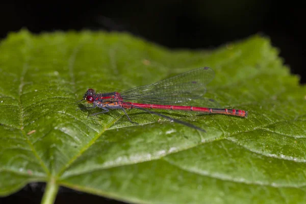Red dragonfly sits on a green leaf, close up — Stock Photo, Image
