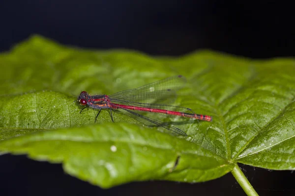 Red dragonfly sits on a green leaf — Stock Photo, Image