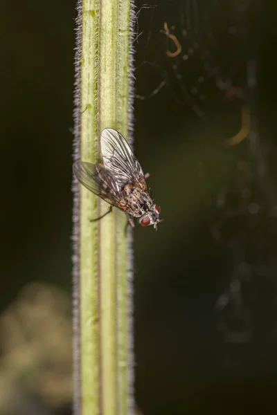 Fliege sitzt auf einem Grashalm — Stockfoto