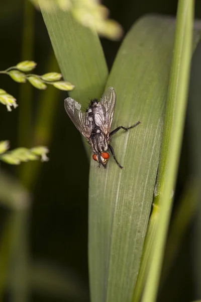 Grande mouche assise sur l'herbe — Photo