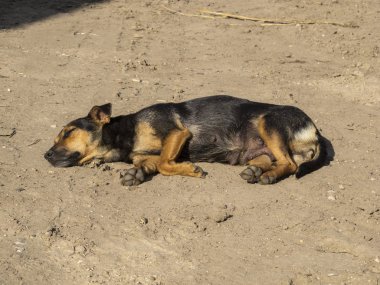 Köpek güneşlenmek güneşte