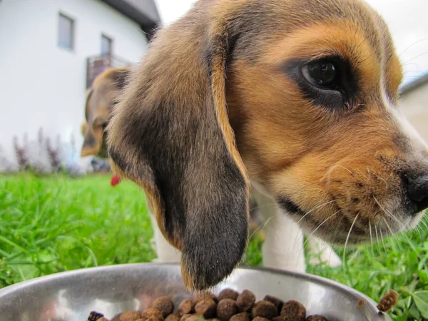 Kleiner Hund isst Hundefutter — Stockfoto