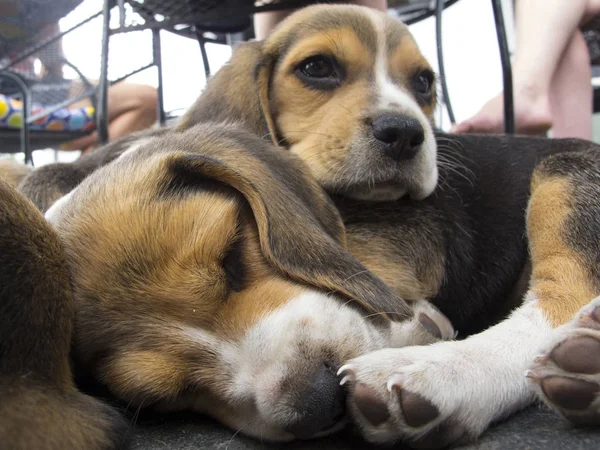 Kleine Hunde, die übereinander hocken, aus nächster Nähe — Stockfoto