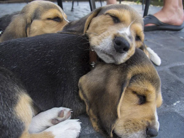 Kleine Hunde hocken übereinander — Stockfoto