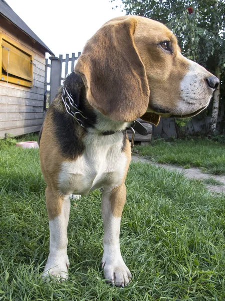 チェーン上の犬 — ストック写真