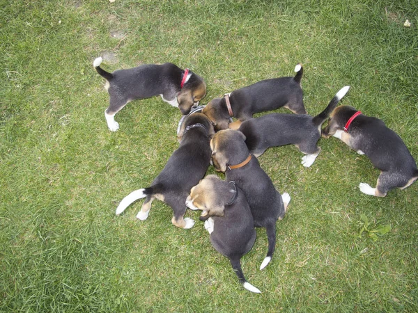 Un rebaño de perros pequeños era bueno para comer —  Fotos de Stock