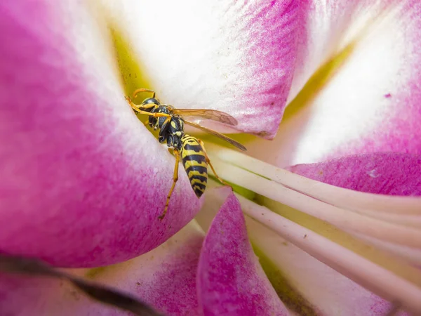 Arı çiçek nektar toplar, yakın çekim