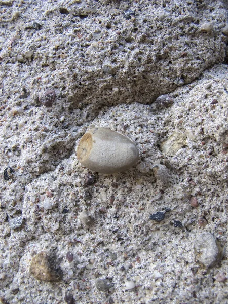 arka plan olarak beton, yakın çekim