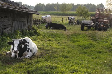 the cow lies on the grass, an old farm in Poland clipart