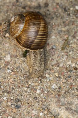 küçük bir sürünen salyangozu yukarıdan arkasında bir ev ile göster