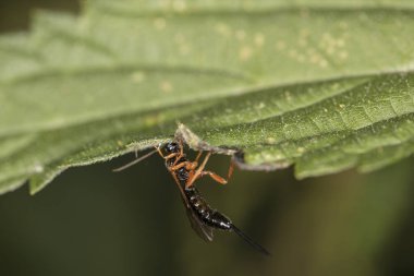 büyük acı ile garip bilinmeyen böcek