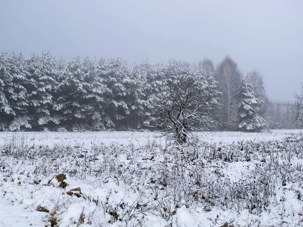 View of snow-covered trees and field — Stock Photo, Image