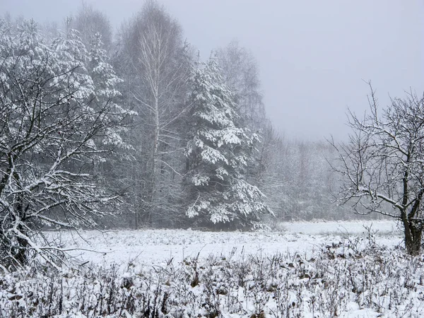 View of snow-covered trees and field — Stock Photo, Image