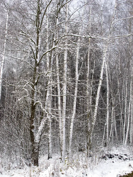 Trees in the cold, covered in snow — Stock Photo, Image