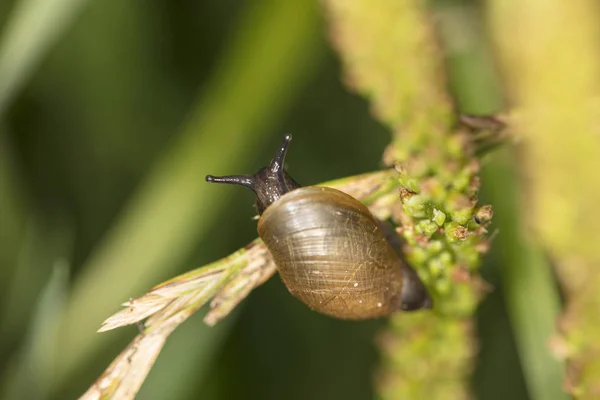 the little snail climbs the grass