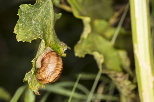 Caracol pequeno sobe a folha — Fotografia de Stock