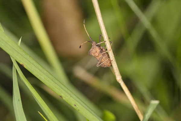 Estranho inseto desconhecido na grama seca — Fotografia de Stock