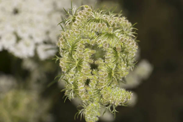 Seltsame grüne Pflanze, Nahaufnahme, Draufsicht — Stockfoto
