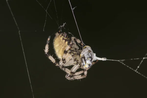 Паук ловит жертву в паутине, закрывает — стоковое фото