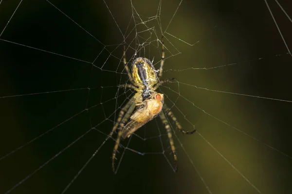 Pavouk chytil golden fly — Stock fotografie