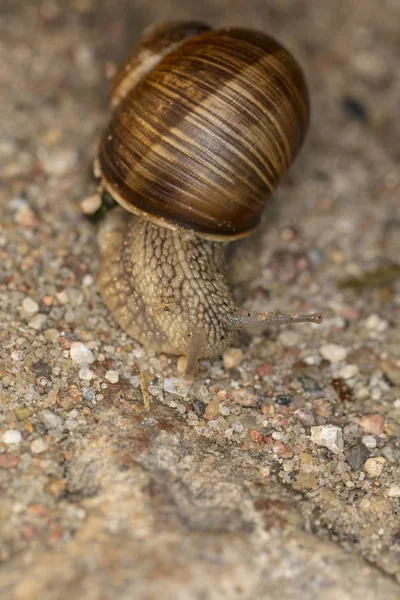 Um pequeno caracol rastejante com uma casa na parte de trás — Fotografia de Stock