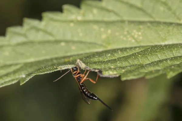 Seltsames unbekanntes Insekt mit großem Stich — Stockfoto