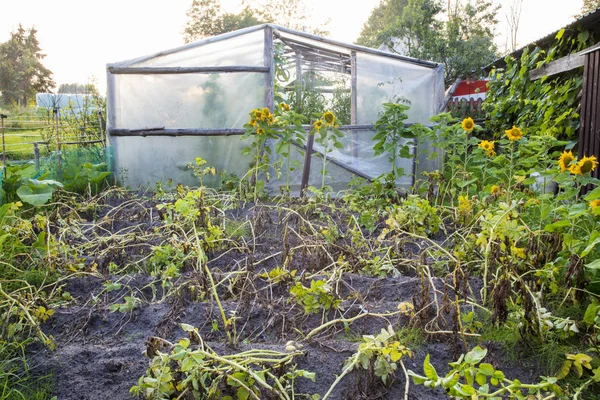 Backyard garden, vegetables from organic production — Stock Photo, Image