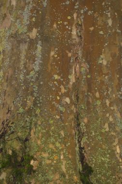 Moss bir ağaç kabuğu üzerinde fazla büyümüş