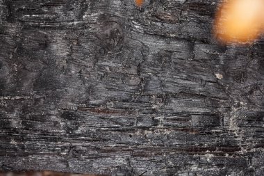 Yanık ağaç, siyah renk, portre