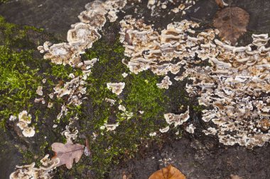 yosun ve mantar kaplı ağaç gövdesi