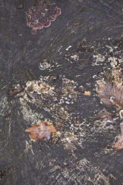 ağaç gövdesi, eski şube