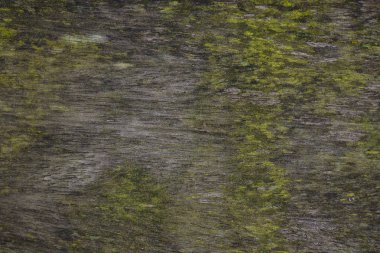 ağaç ile yeşil yosun büyümüş kabuk, yakın çekim