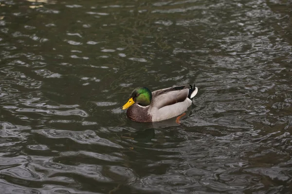 Canard nage dans l'eau — Photo