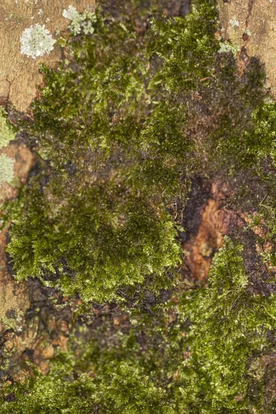 Tree bark covered with moss — Stock Photo, Image