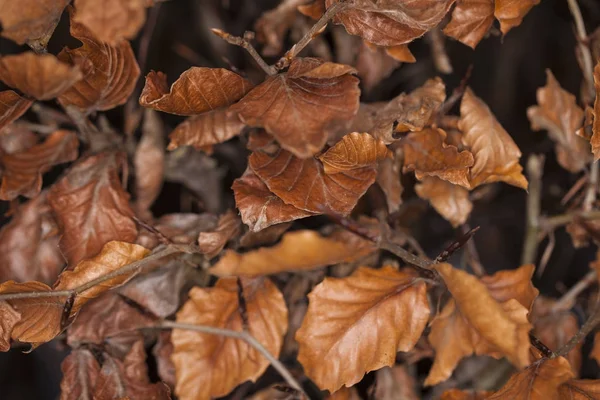 Branch with dried leaves — Stock Photo, Image